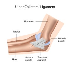 UCL anatomy