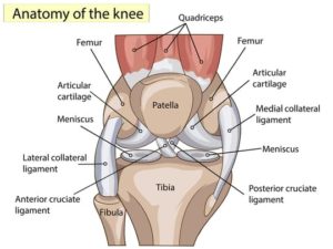 UOA Knee Ligaments diagram