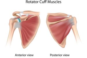 Rotator cuff muscles